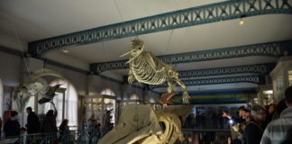 Natuurlijke Historie en de geologie van Lille (Rijsel).